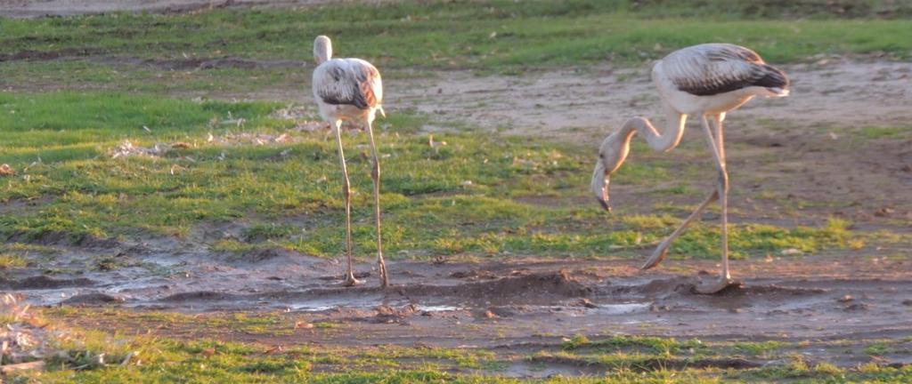 Arangioa - Senafer - Villa Funtana Meiga Bagian luar foto