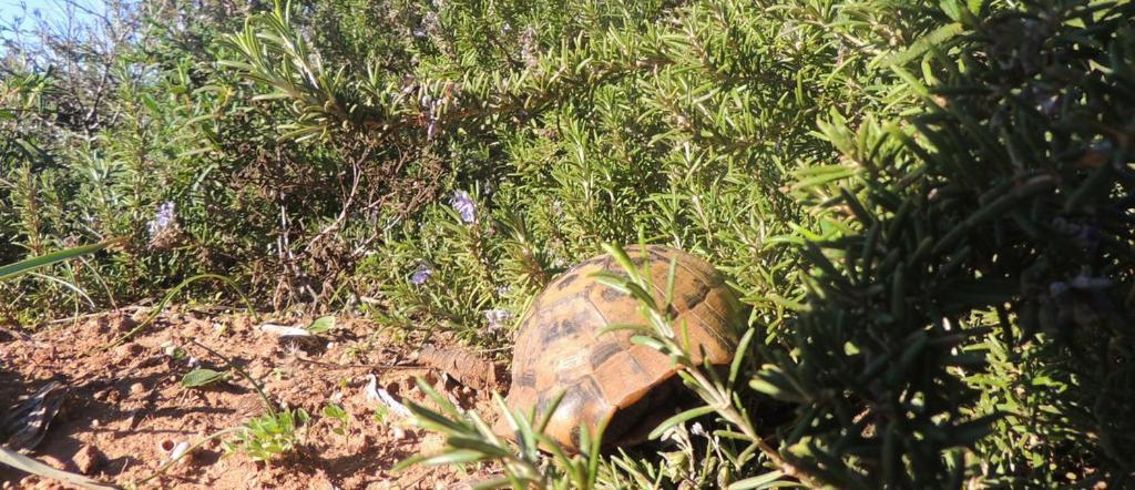 Arangioa - Senafer - Villa Funtana Meiga Bagian luar foto