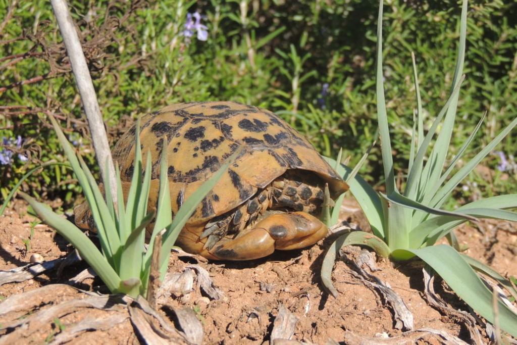 Arangioa - Senafer - Villa Funtana Meiga Bagian luar foto