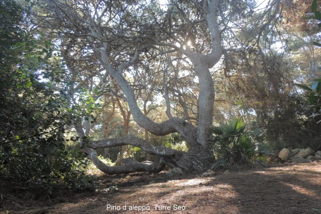 Arangioa - Senafer - Villa Funtana Meiga Bagian luar foto
